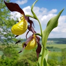 Cypripedium calceolus