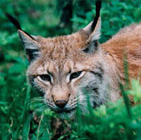 Luchs