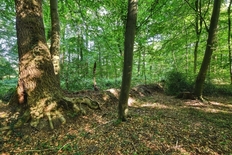 Landschaftsschutzgebiet "Gutswald Stovern"
