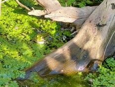 Wasserfrösche besiedeln auch naturnahe Gartenteiche.