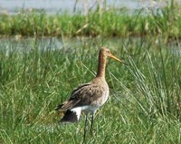 Uferschnepfe vor Blänke