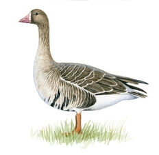 Blässgans