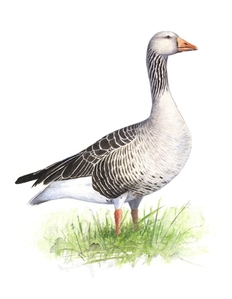 Graugans