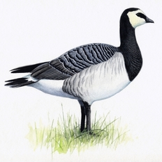 Weißwangengans