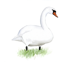 Höckerschwan
