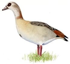 Nilgans