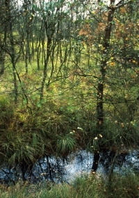 Moorwald