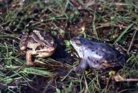 Moorfroschpaar