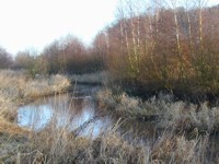 Standortgerechter Bewuchs am Löninger Mühlenbach