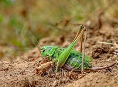 Warzenbeißer (Decticus verrucivorus)