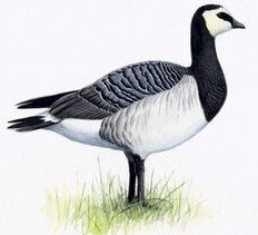 Weißwangengans