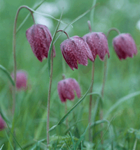 Schachblumen