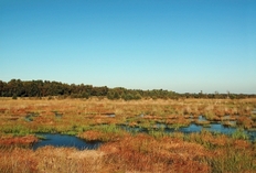 Stapeler Moor
