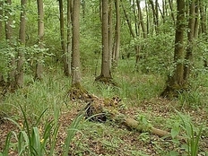 Brucjwald