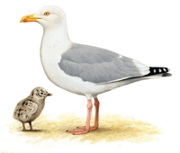 Silbermöwe mit Küken