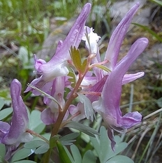 Corydalis solida,Gefingerter Lerchensporn