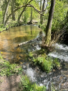 Schmale Aue bei Hanstedt mit Auenwald, Landkreis Harburg