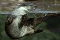Otter