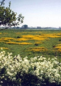 Westliche Dümmerniederung