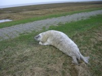 Seehund auf Norderney