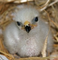 Wespenbussard in Leiferde