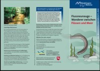 Faltblatt Flussneunauge