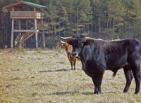 Der Beobachtungsturm