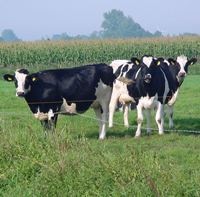 Kompetenz in Sachen Milch