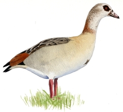 Nilgans