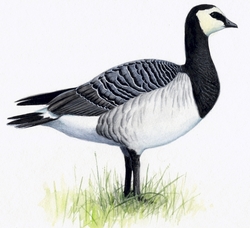 Weißwangengans