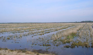 Aschener Moor/Heeder Moor