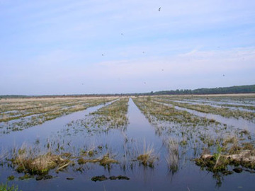 Aschener Moor/Heeder Moor