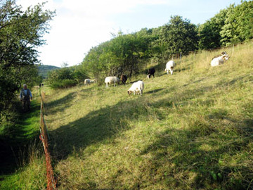 Salzgitterscher Höhenzug, Schafbeweidung