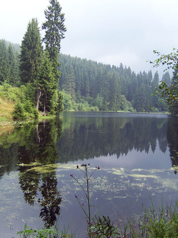 Neuer Grumbacher Teich