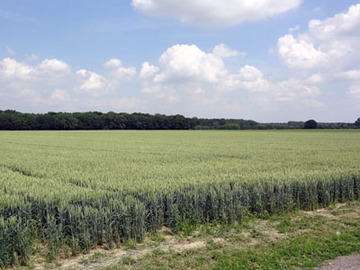 Lohnder-Almhorster Wald, Blick von Süden