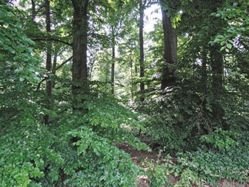 Lohnder-Almhorster Wald