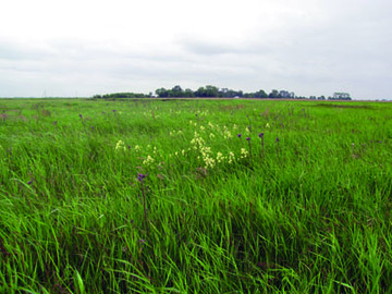 Marienchorster Meer mit Gelber Wiesenraute