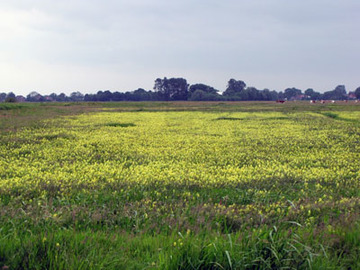 Klappertopfwiese in Bunderhammrich