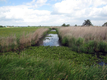 Krebsscherengraben westlich vom Erlensee in Stapelmoor