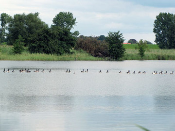 32 Kanadagänse und 2 Haubentaucher auf dem Erlensee