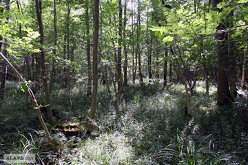 Meerdorfer Holz, Sumpfwald