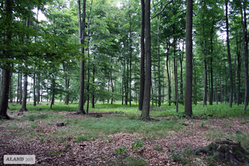 Meerdorfer Holz, bodensaurer Buchenwald