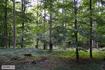 Meerdorfer Holz, Kalkbuchenwald