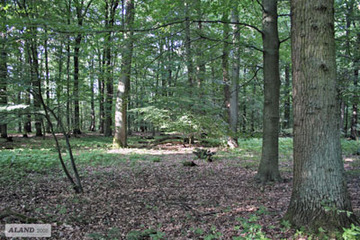 Meerdorfer Holz, Eichen-Mischwald