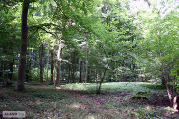 Meerdorfer Holz, Eichen-Hainbuchenwald