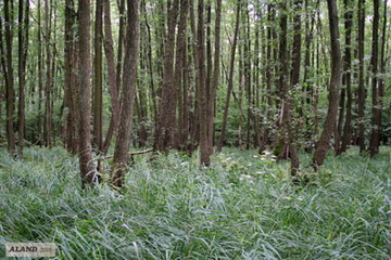 Meerdorfer Holz, Erlenbruch