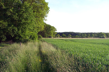 Schaumburger Wald