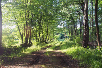 Schaumburger Wald