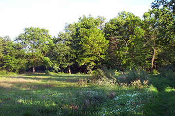 Schaumburger Wald