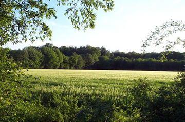 Schaumburger Wald